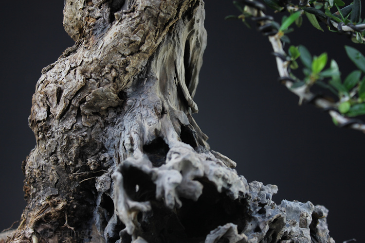 olive bonsai deadwood